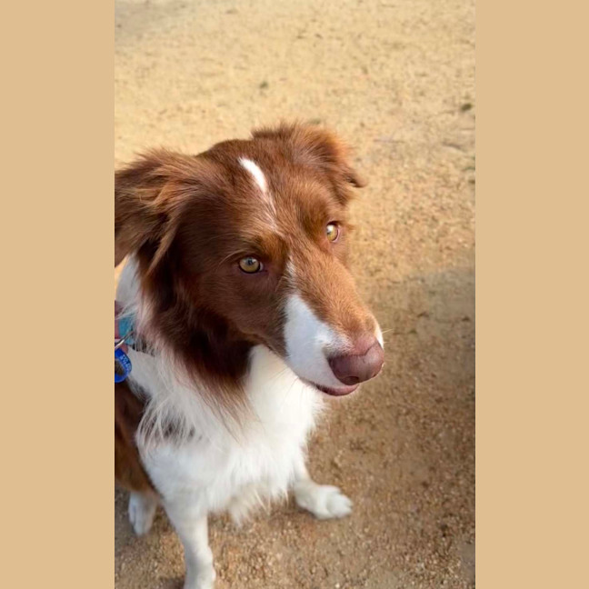 Photo of Jersey   4 Year Old Border Collie
