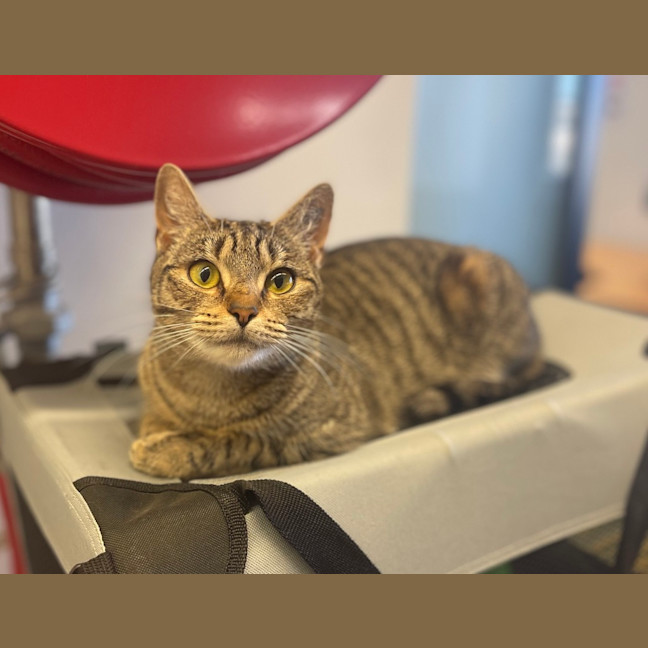 Photo of Luna