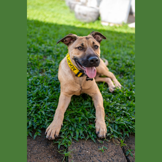 Photo of Walnut