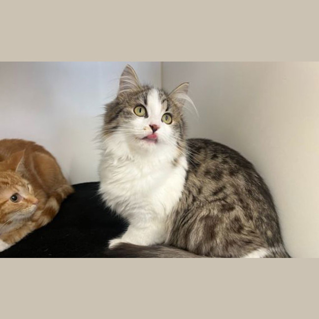 Photo of Maple