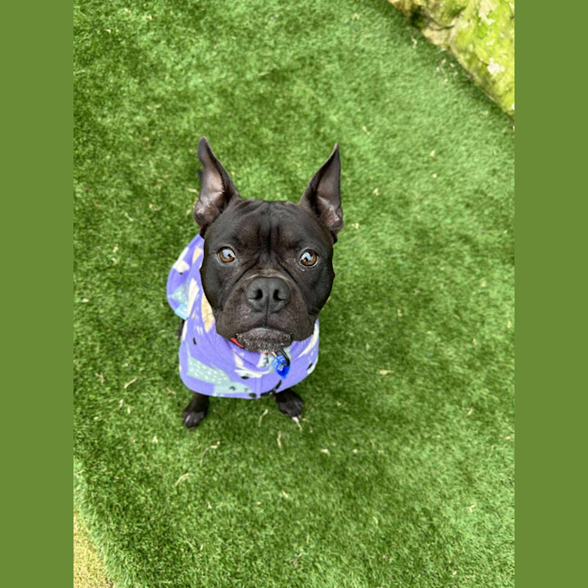 Photo of Letti   2 Year Old Boston Terrier X Staffy