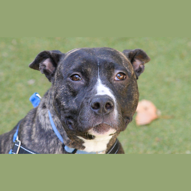 Photo of Bluebell
