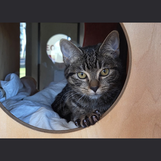 Photo of Paisley Imp 1195