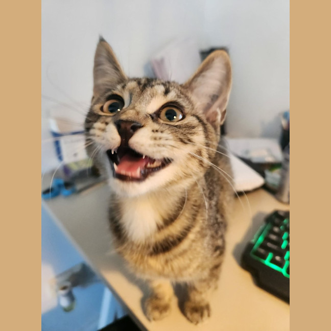 Photo of Tiger