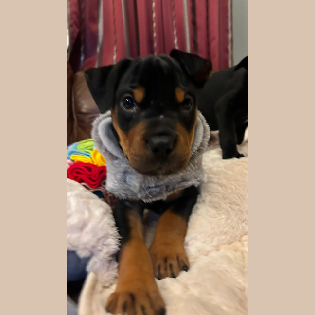 Photo of Bear 🐻 