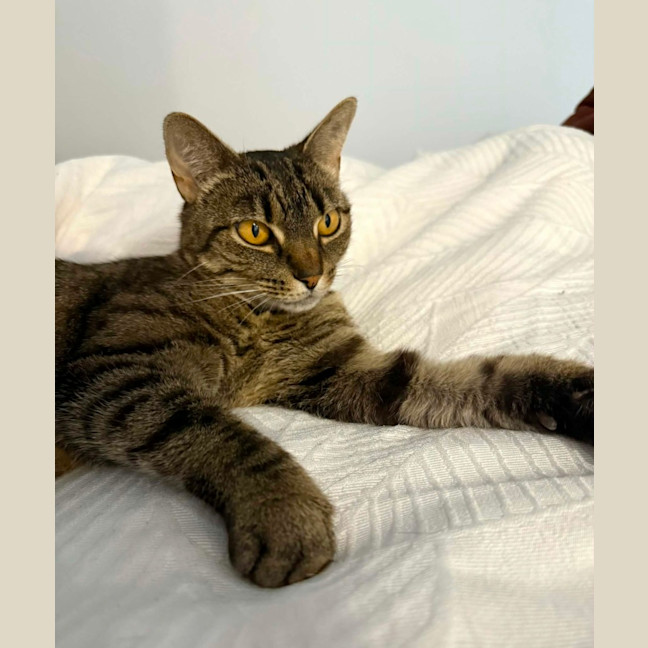 Photo of Dolly   In Foster Care In South Yarra