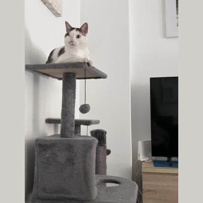 Photo of Bibi