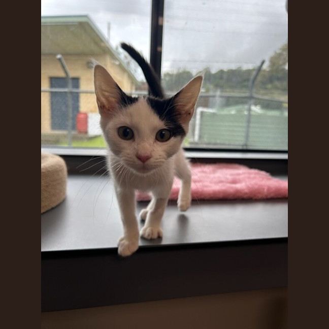 Photo of Chester