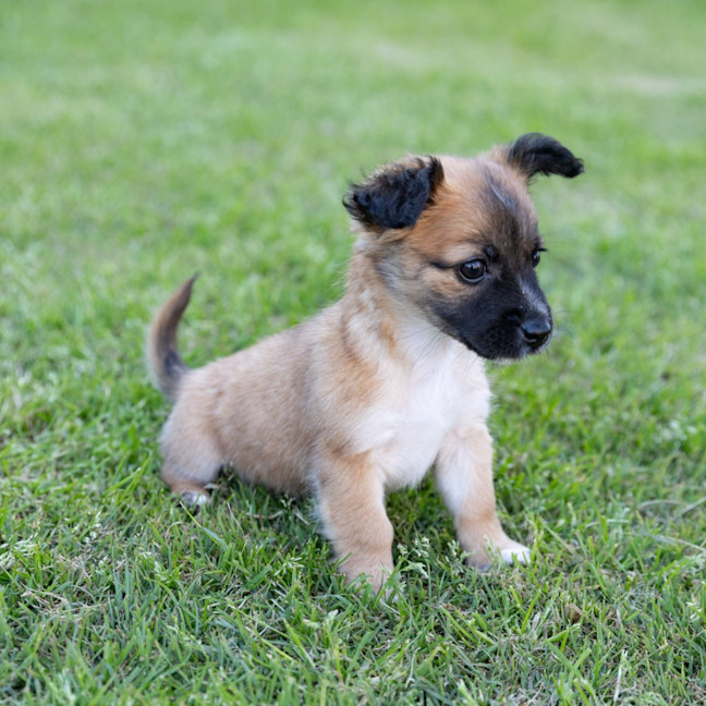Photo of Mabel