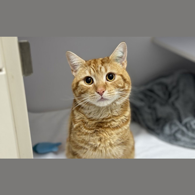 Photo of Remy