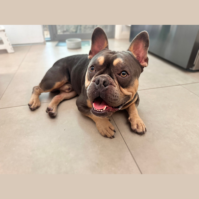 Photo of Nugget   2 Year Old French Bulldog X