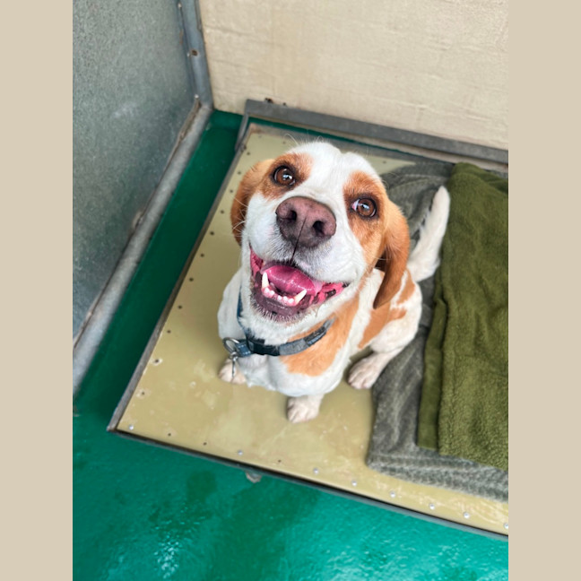 Photo of Oscar (64439)