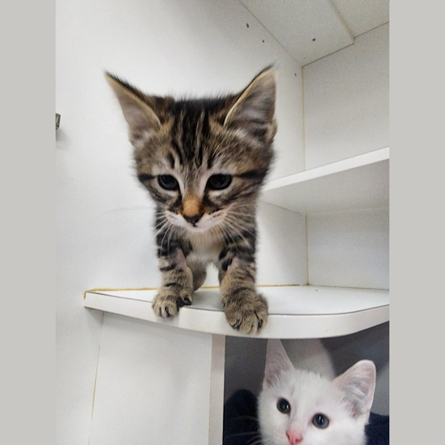Photo of Cereal Kittens