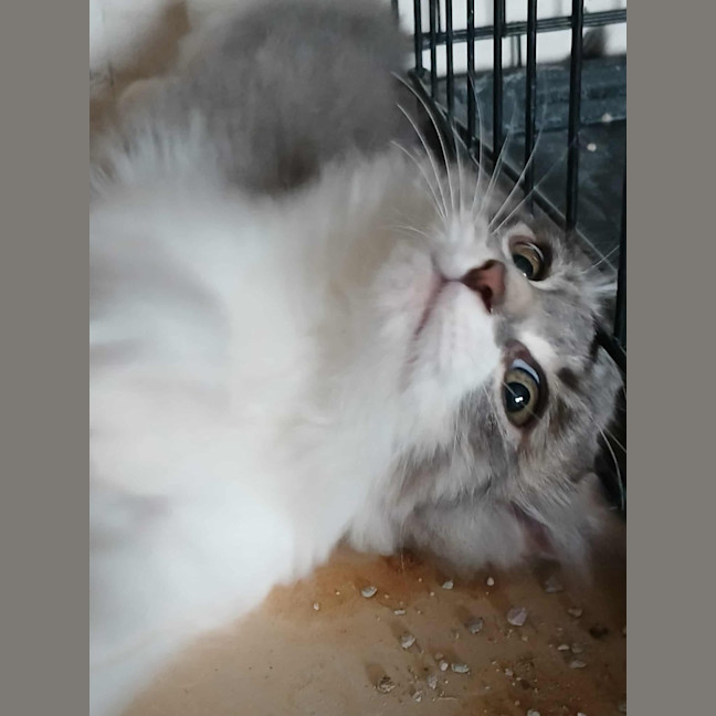 Photo of Sterling * 9 Lives Project Rescue*