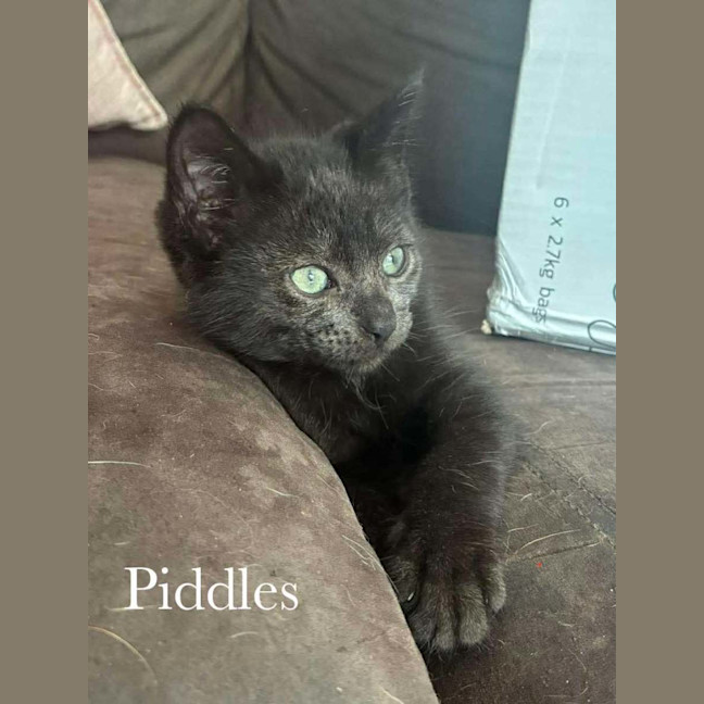 Photo of Piddles