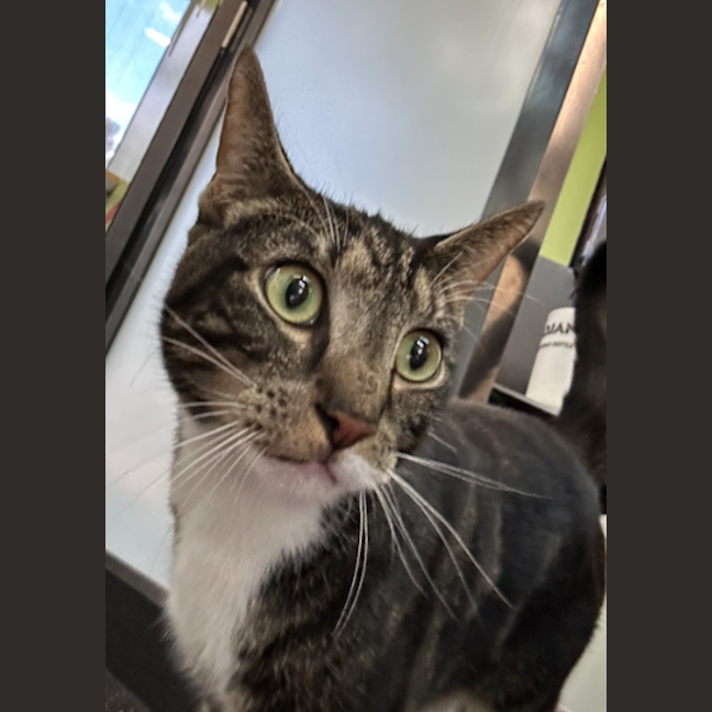 Photo of The Jailbreaker 