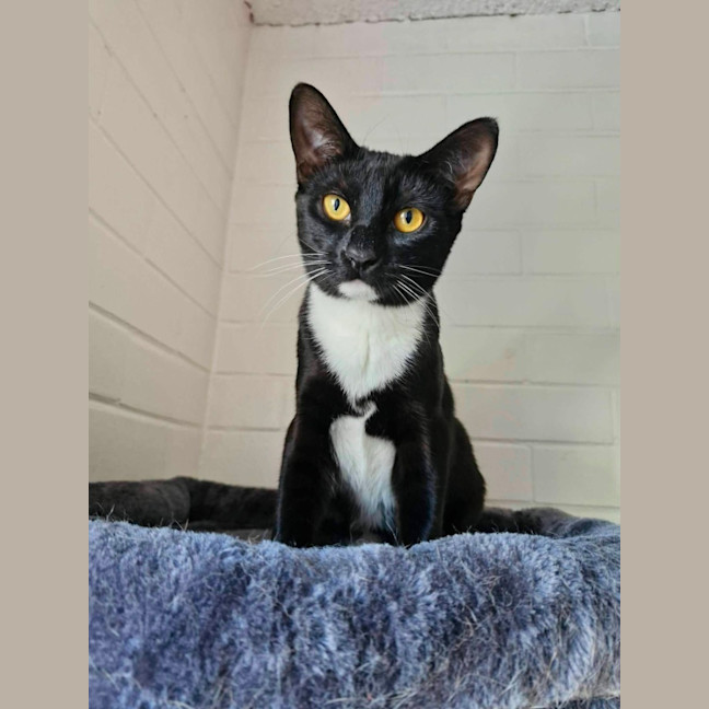 Photo of Archie