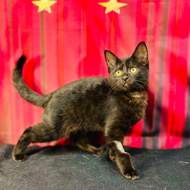 Photo of Draco (Located In Preston) 