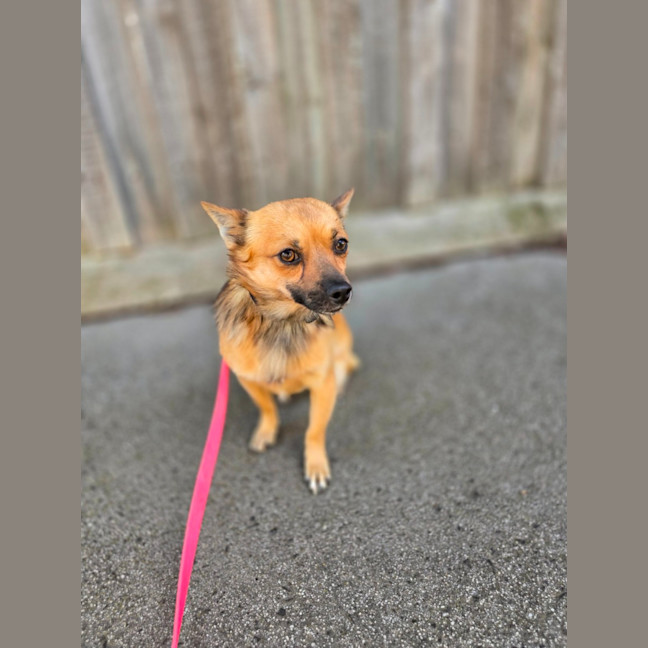 Photo of Benji