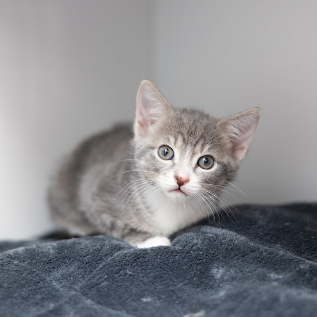Photo of Penny