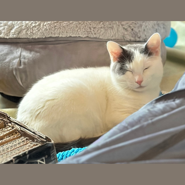 Photo of Romeo