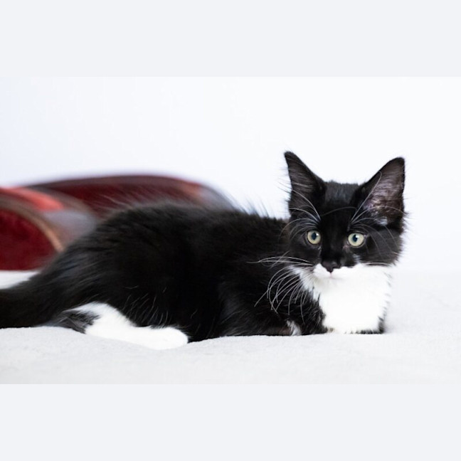 Photo of Pebbles
