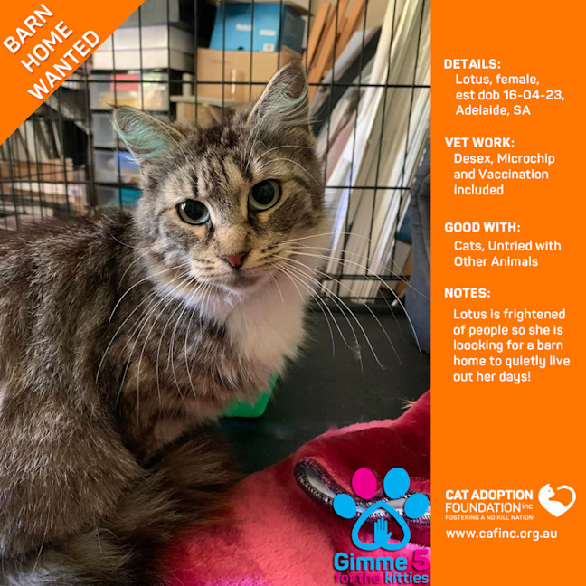 Photo of Lotus Barn Kitty Adoption Fee Waived!