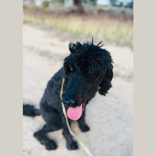 Photo of Koby 