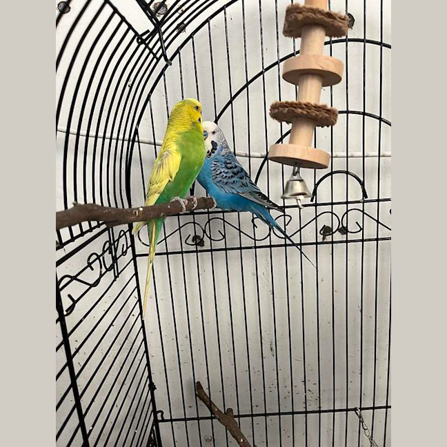 Photo of Fern