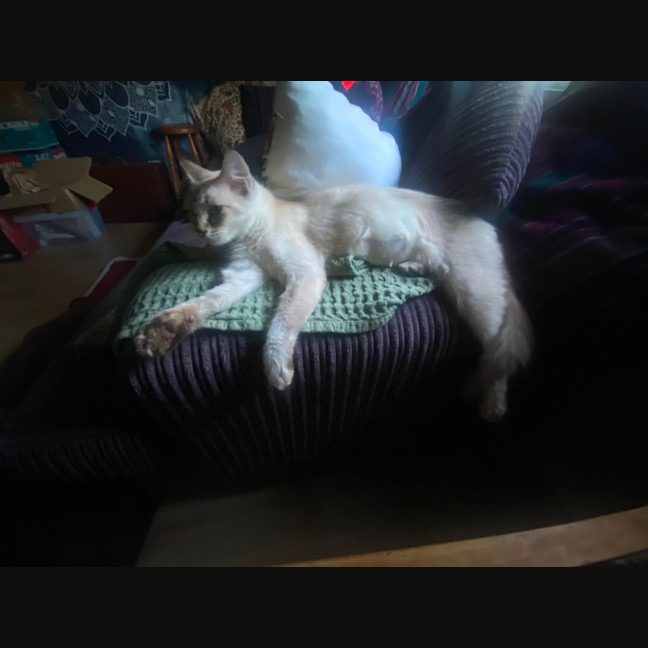 Photo of Hadley 🩷