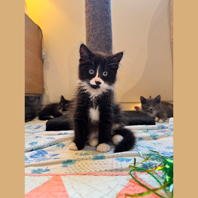 Photo of Kit