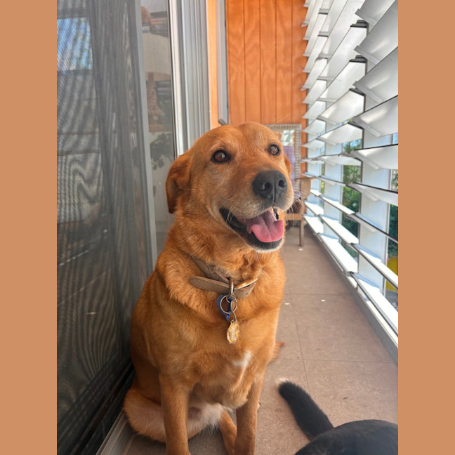 Photo of Millie   6 Year Old Lab X Kelpie