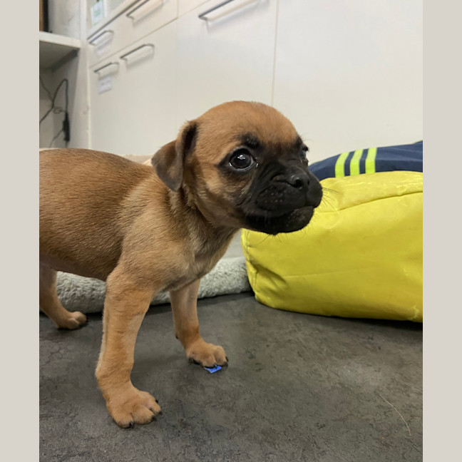 Photo of Olive