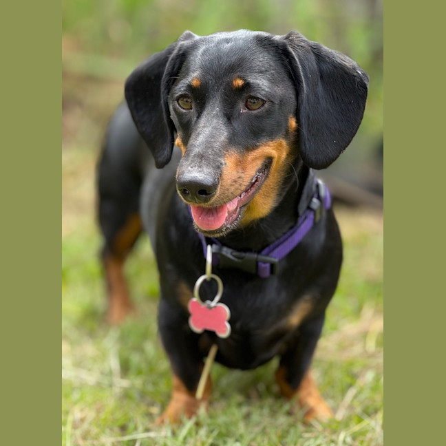 Photo of Lady