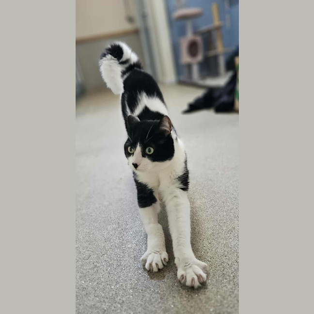 Photo of Momo