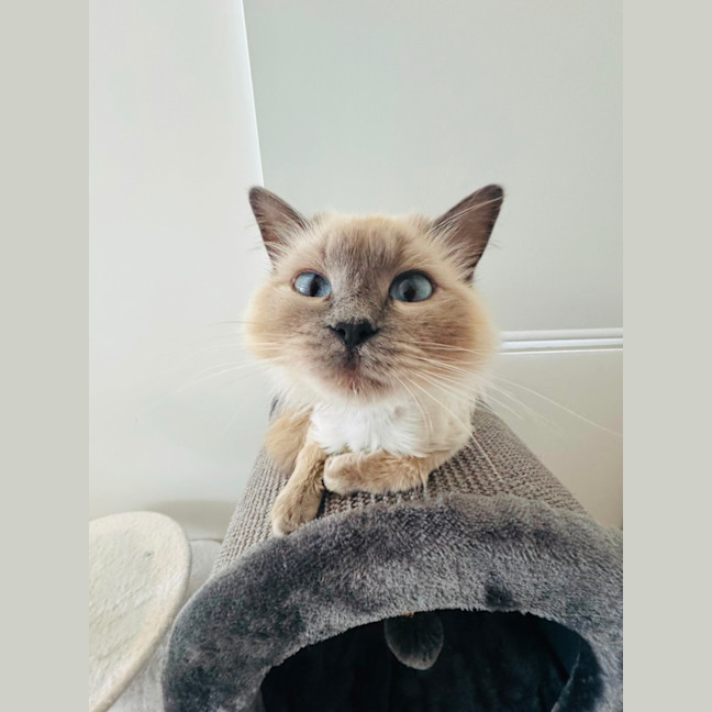 Photo of Mojo