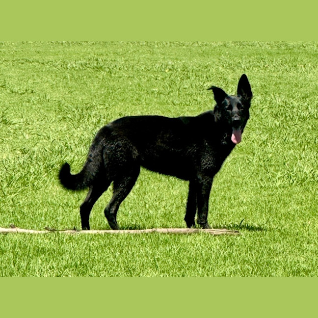 Photo of Mochi