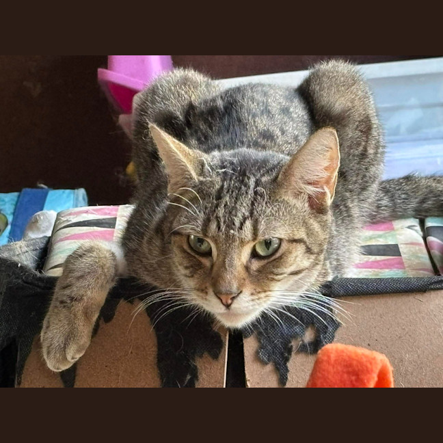 Photo of Felix