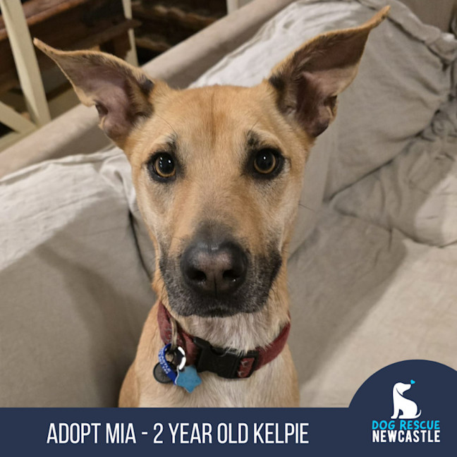 Photo of Mia   2 Year Old Kelpie X