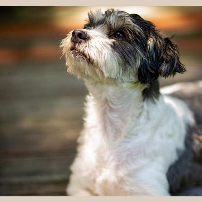Photo of Benji