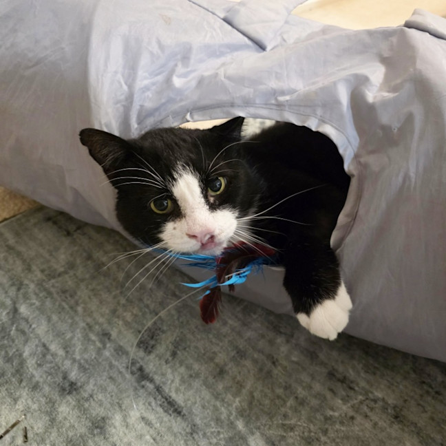 Photo of Alfonze Sta015011