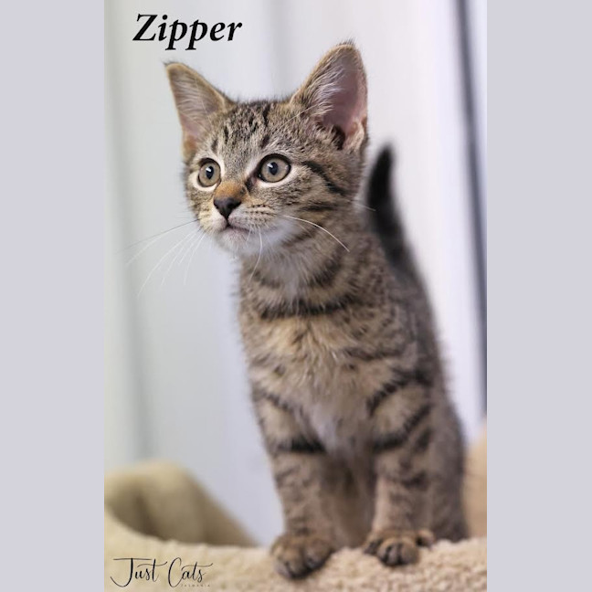 Photo of Zipper   Petstock Invermay