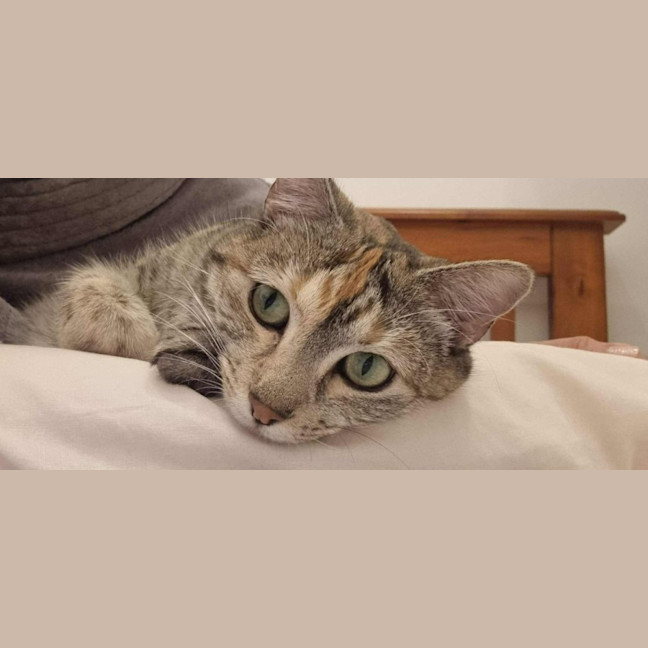 Photo of Novella