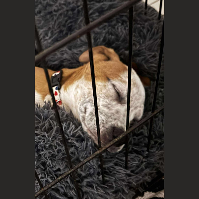 Photo of Buddy