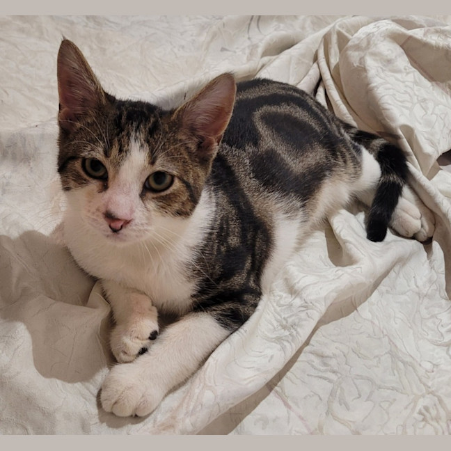 Photo of Oreo