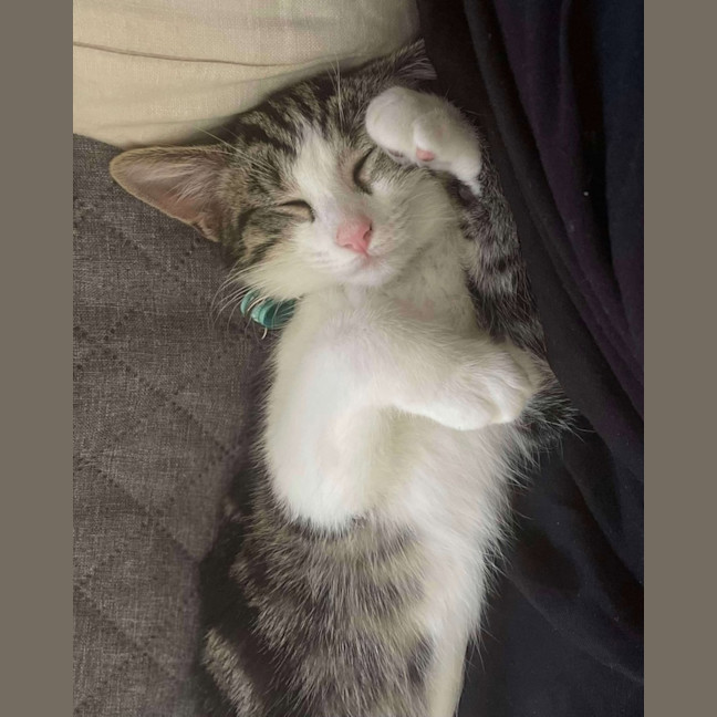 Photo of Toffee