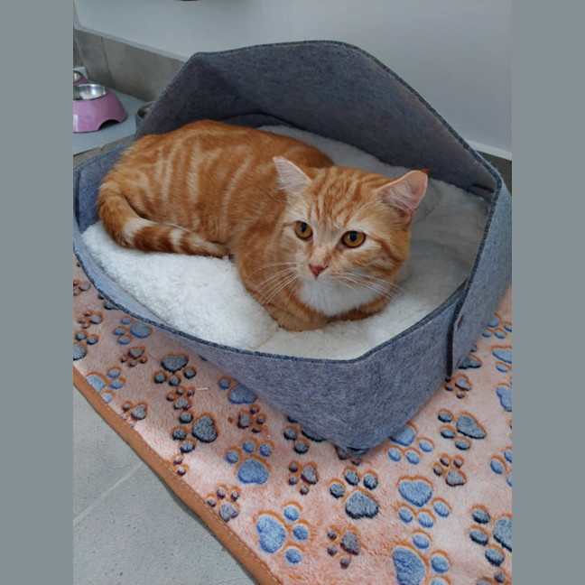 Photo of Big Red **2nd Chance Cat Rescue**