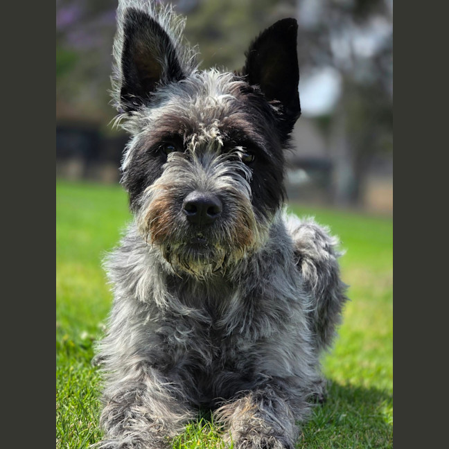 Photo of Louie