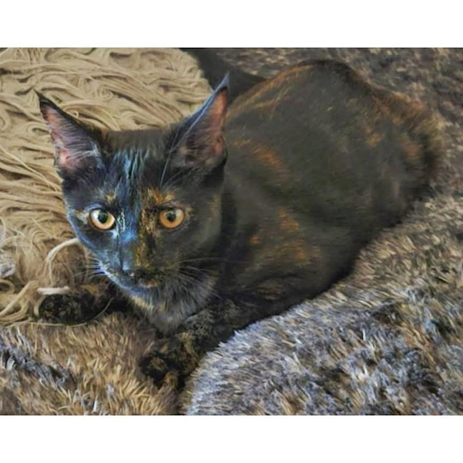 Photo of 11589   Maisie