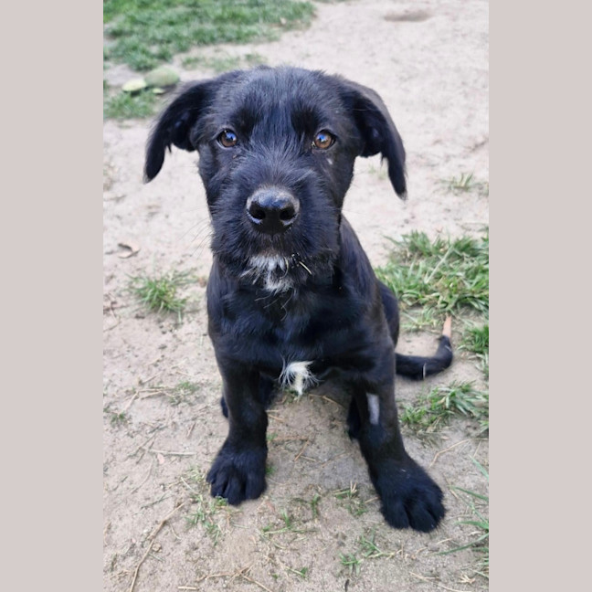 Photo of Boomer 